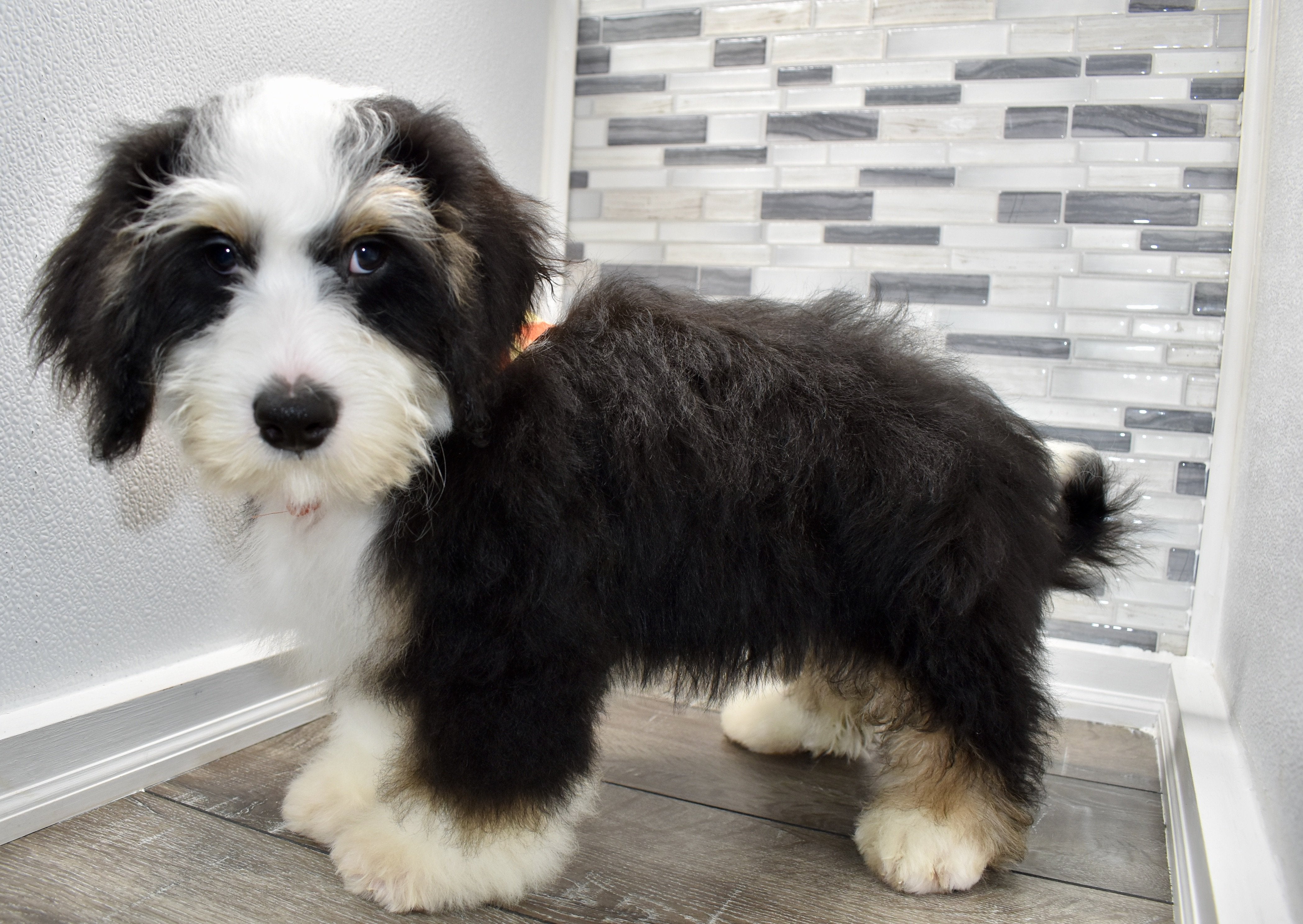 MIni Bernedoodle Breeders