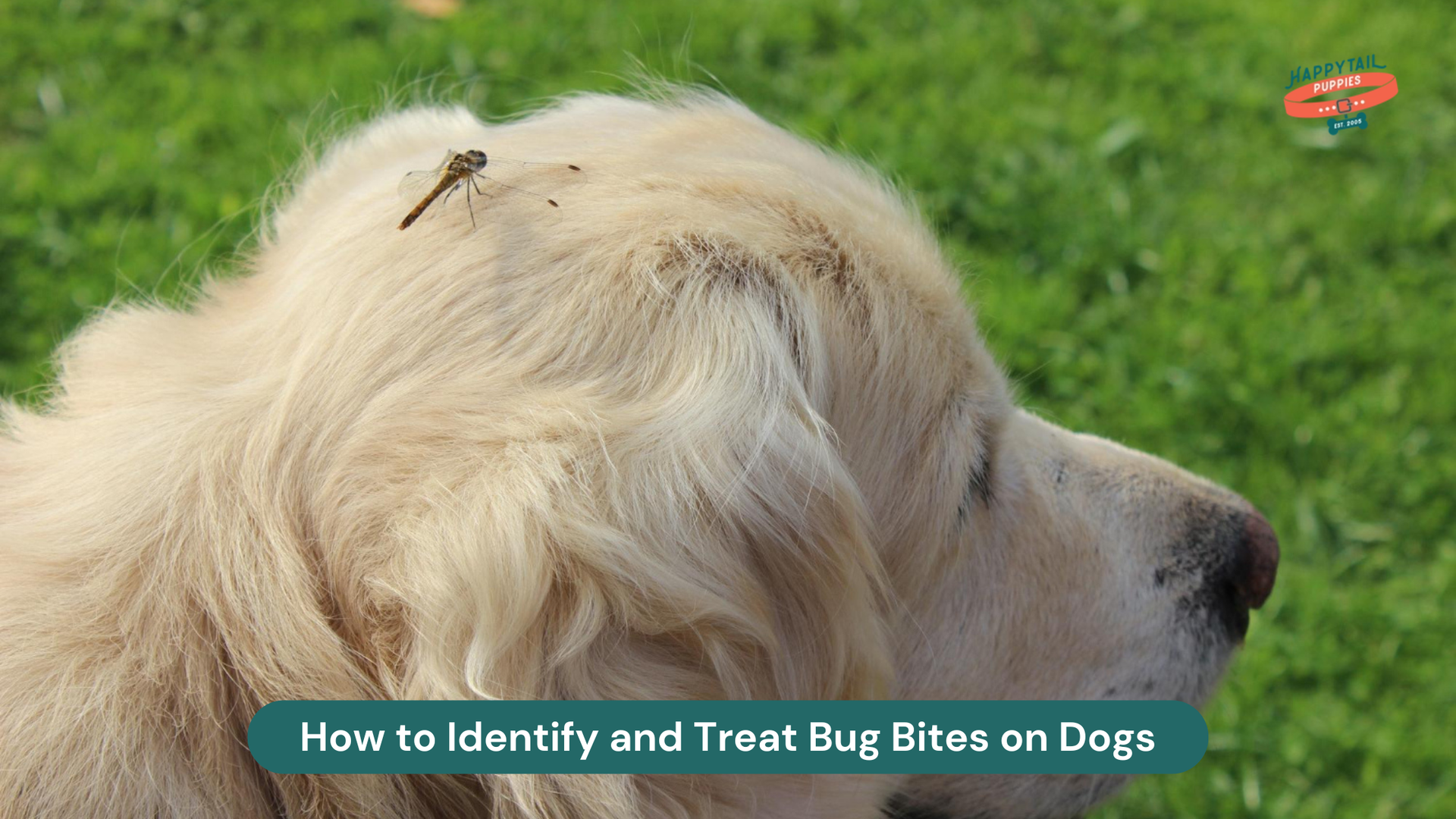 How to Identify and Treat Bug Bites on Dogs