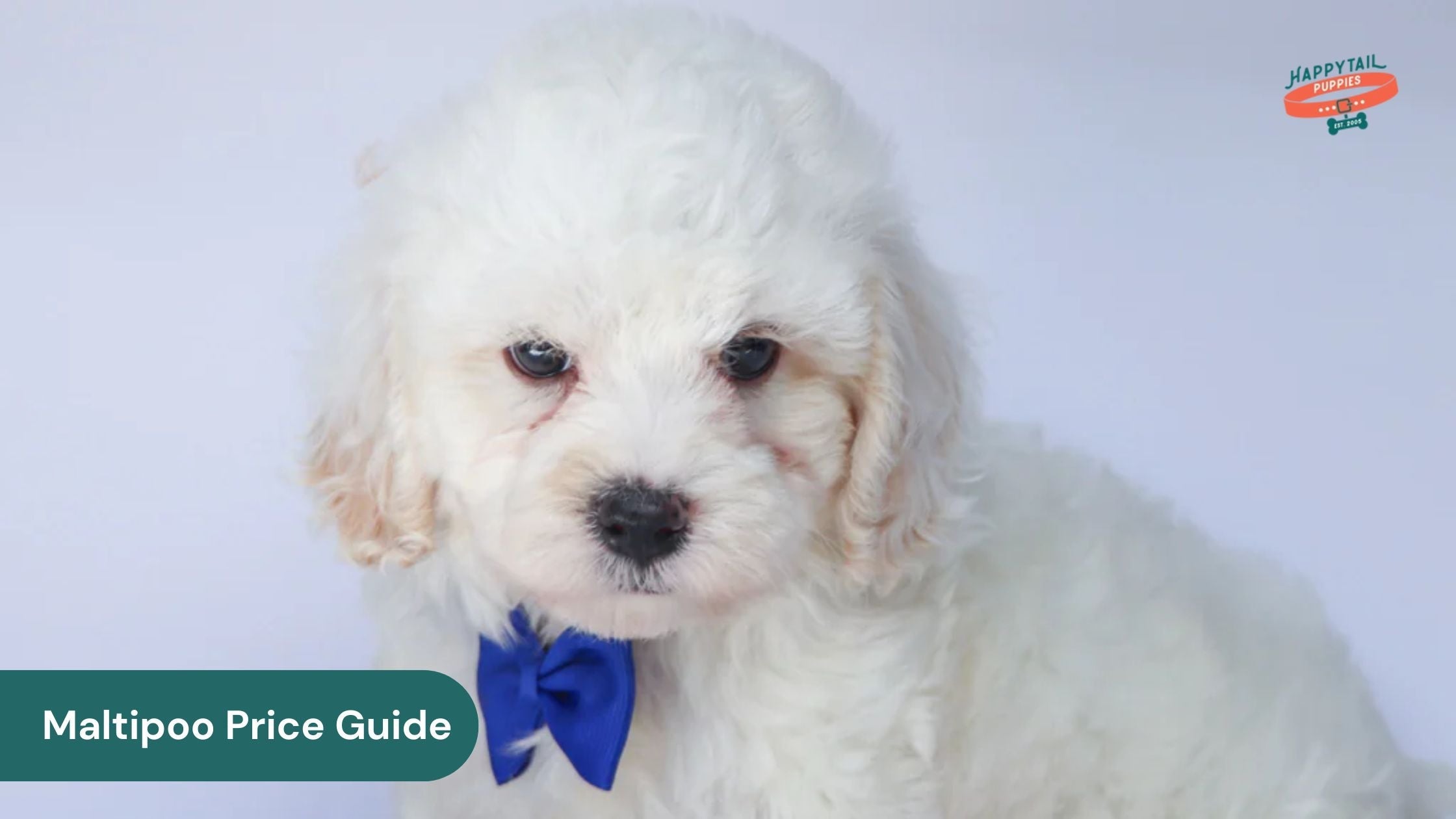 Understanding Maltipoo Price What You Need to Know Before You Buy