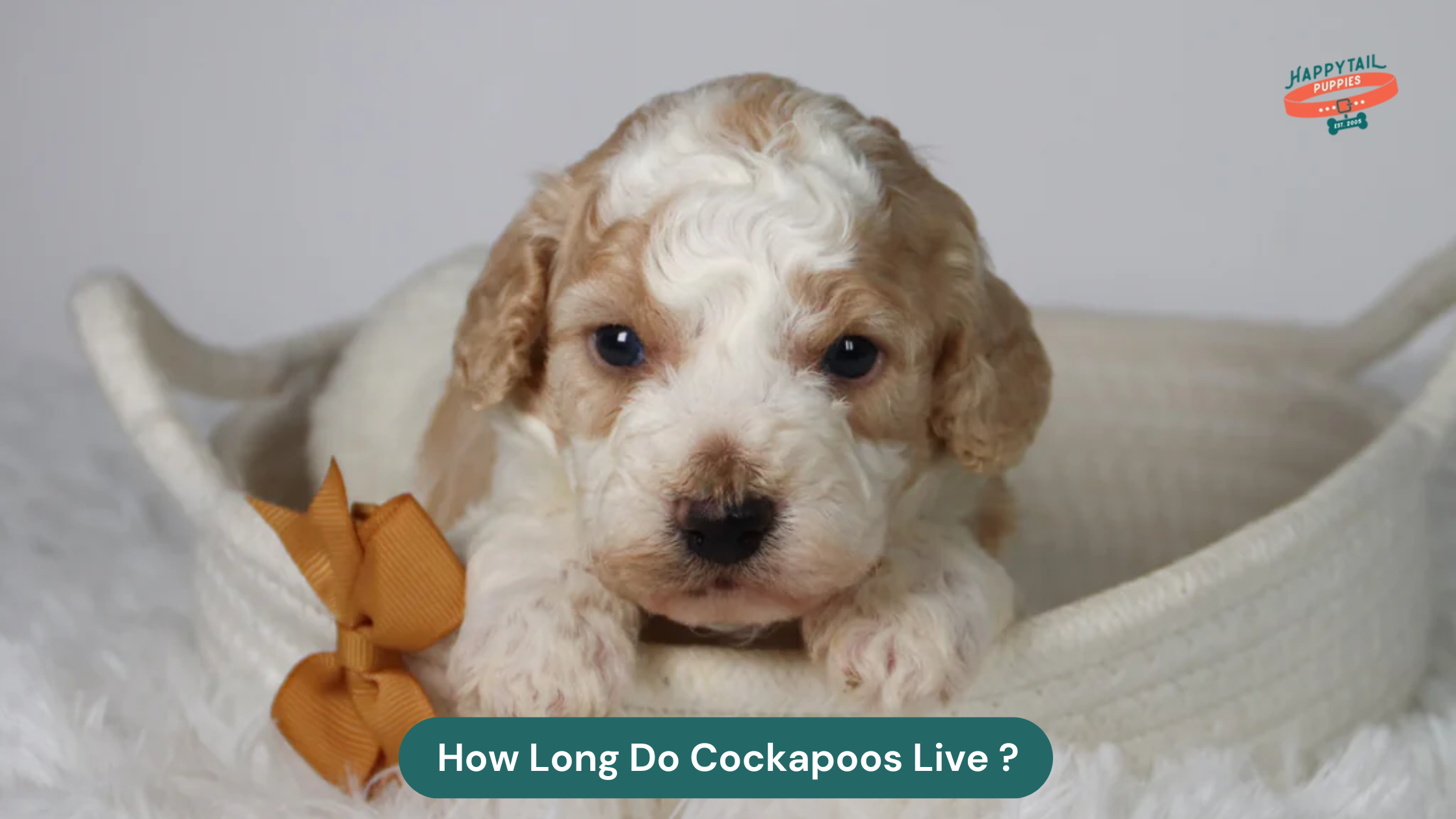 Cockapoo Time Line How Long Do Cockapoos Live: Essential Tips to Extend Their Life