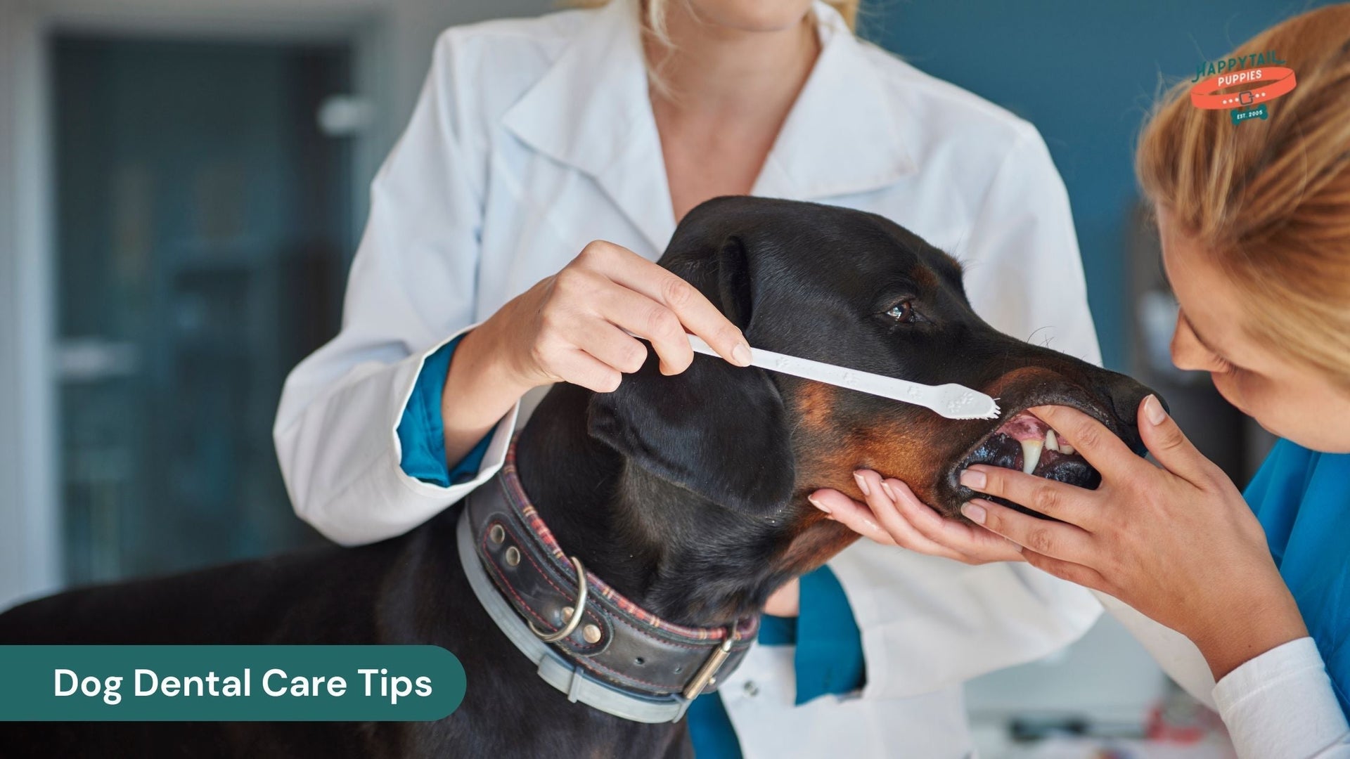 Dog Dental Care Tips Every Pet Parent Should Know
