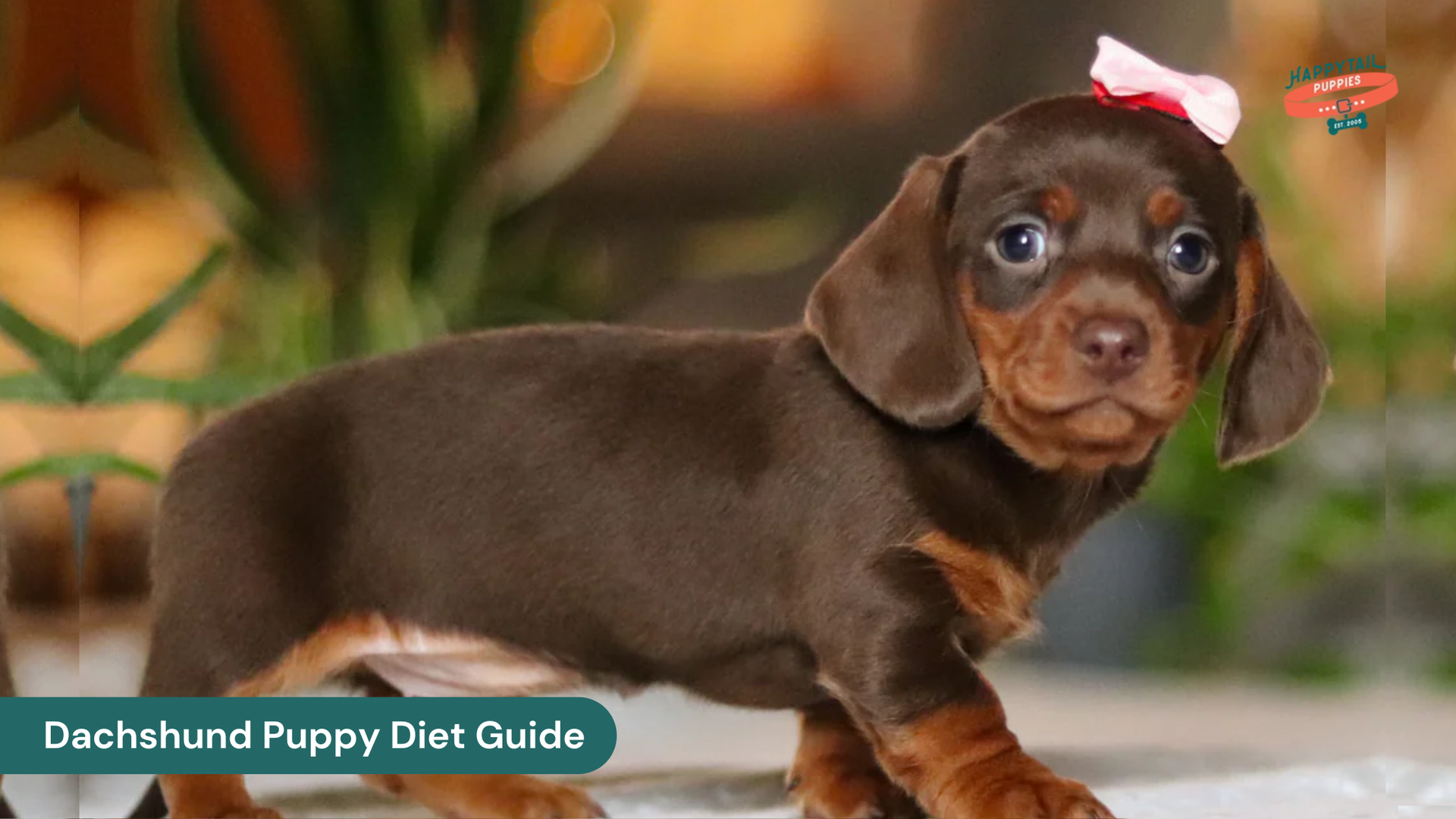 Dachshund Puppy Diet Guide: Feeding Tips for Healthy Growth