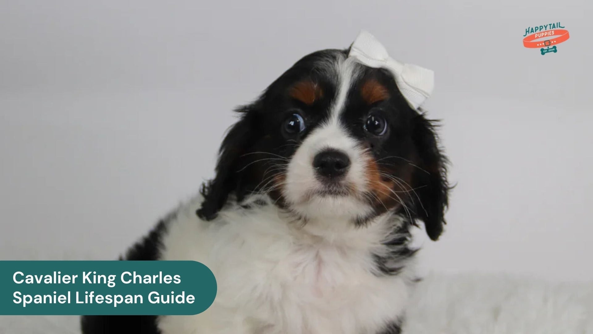 The Ultimate Guide to Your Cavalier King Charles Spaniel’s Life Expectancy