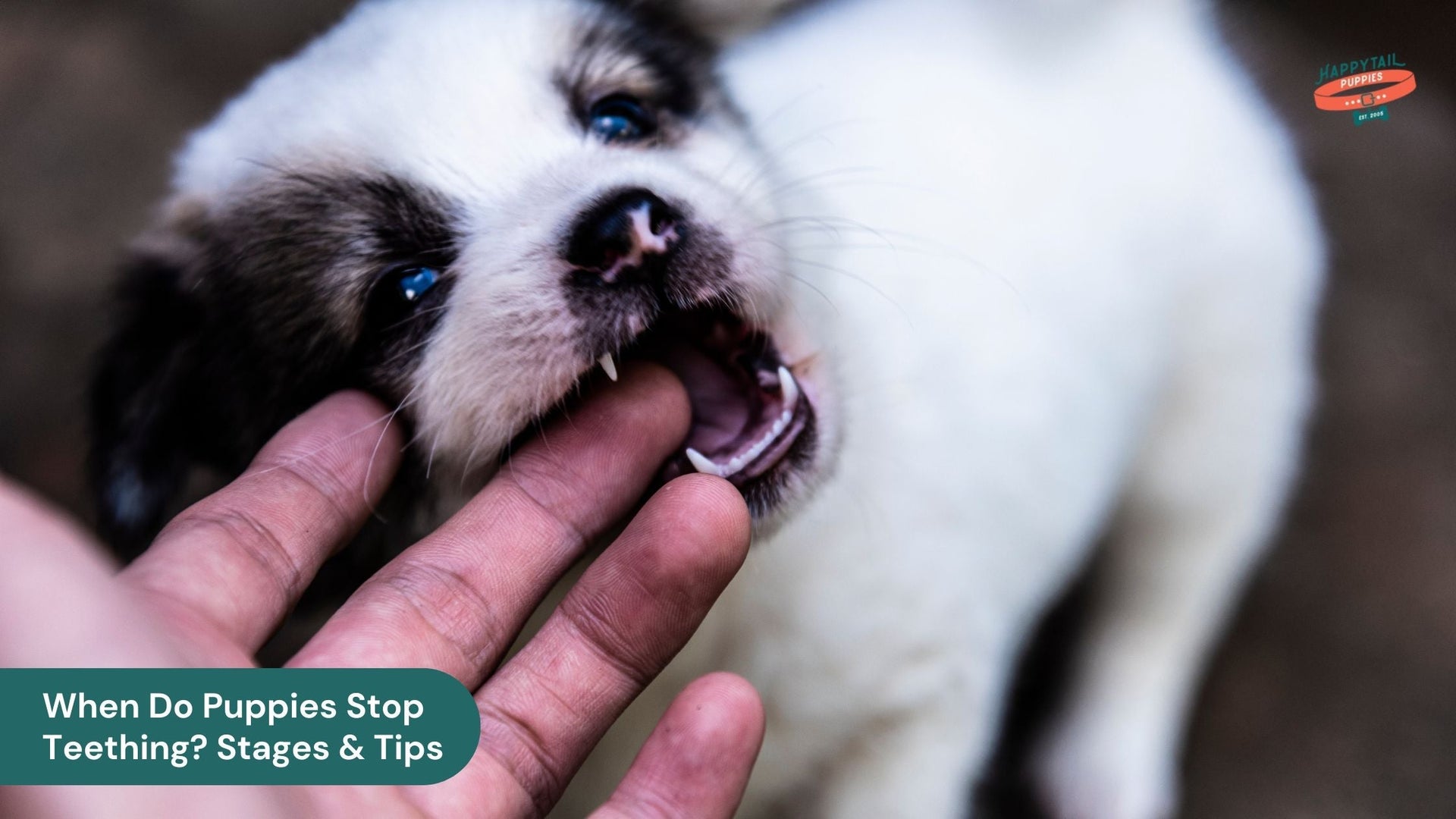 When Do Puppies Stop Teething Stages & Tips