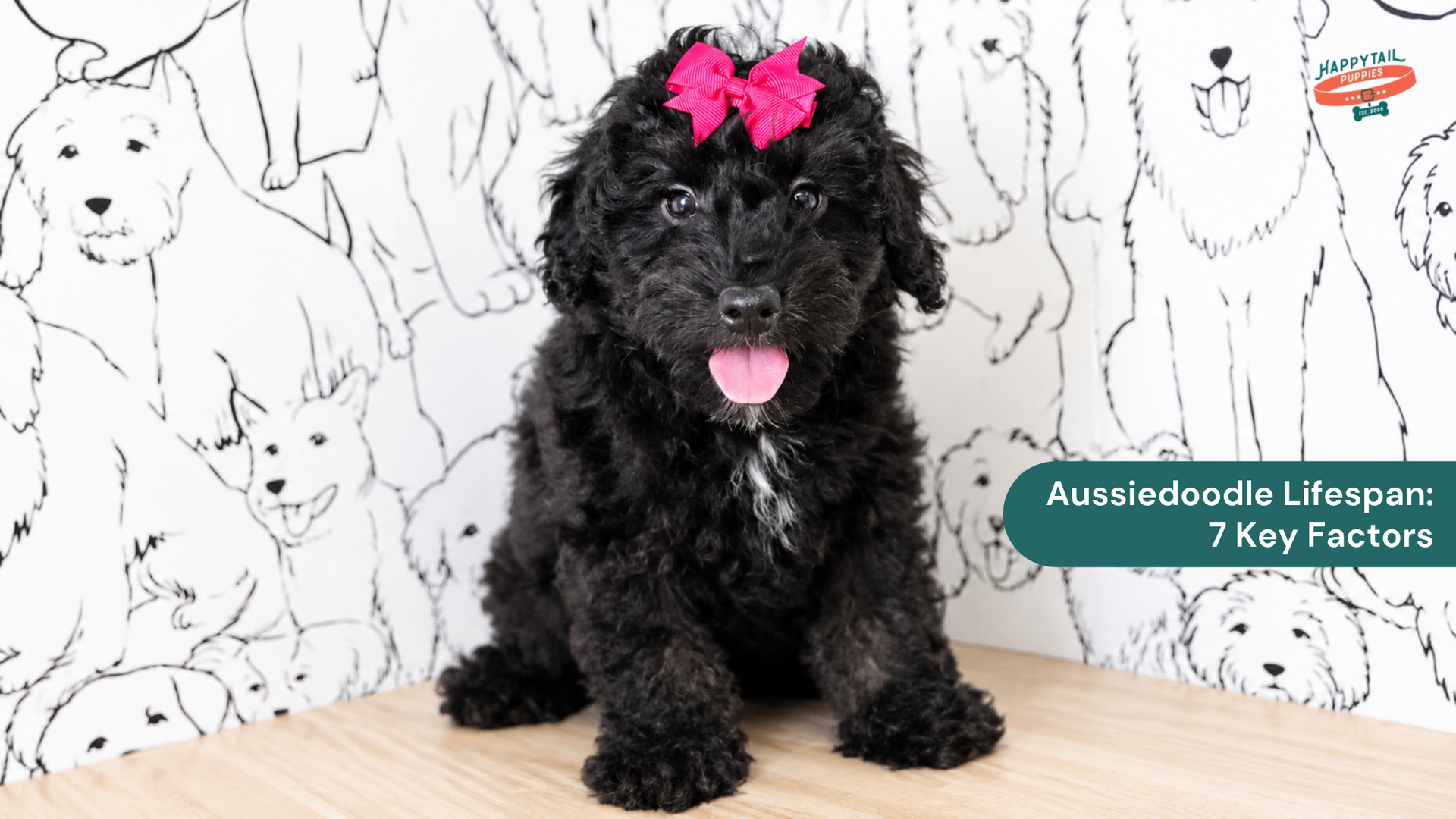 Aussiedoodle Lifespan: 7 Factors That Affect How Long They Live