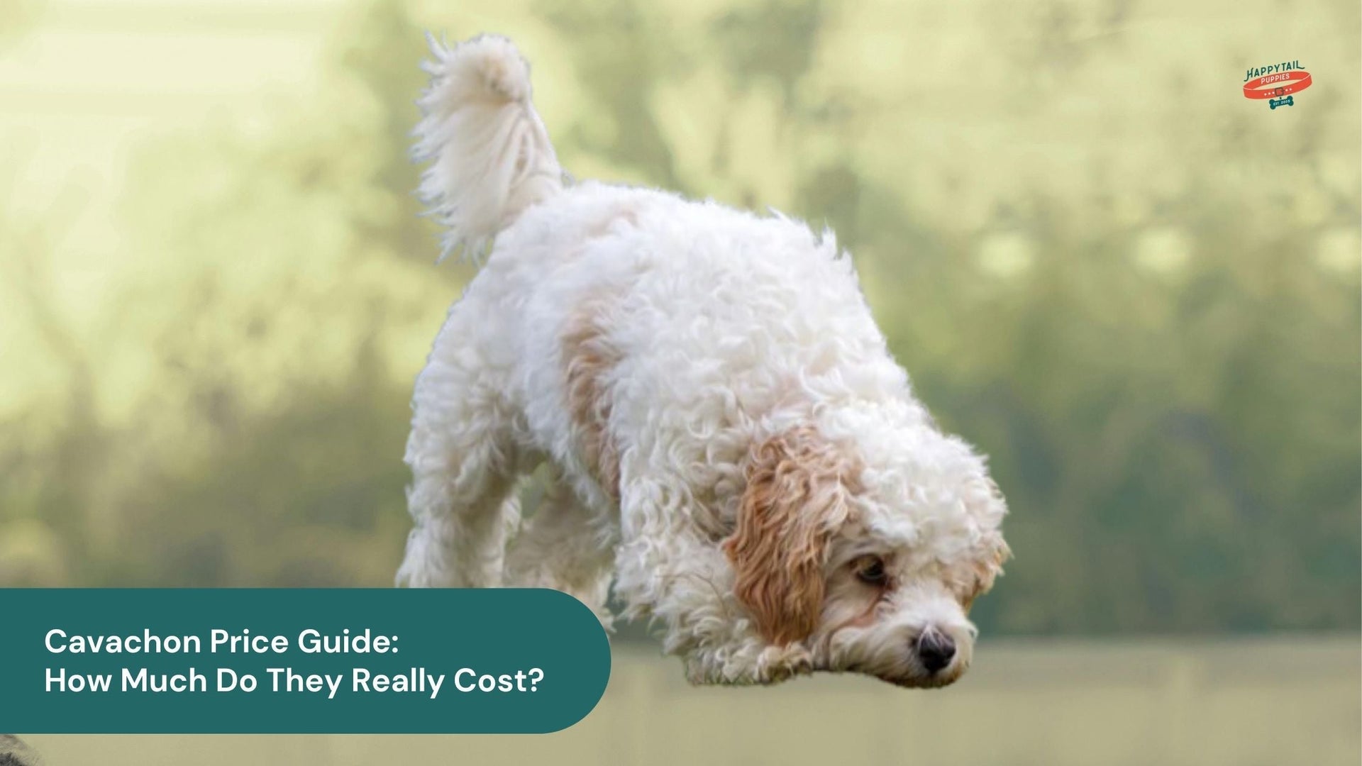 Cavachon Price Guide: How Much Do Cavachon Puppies Really Cost?
