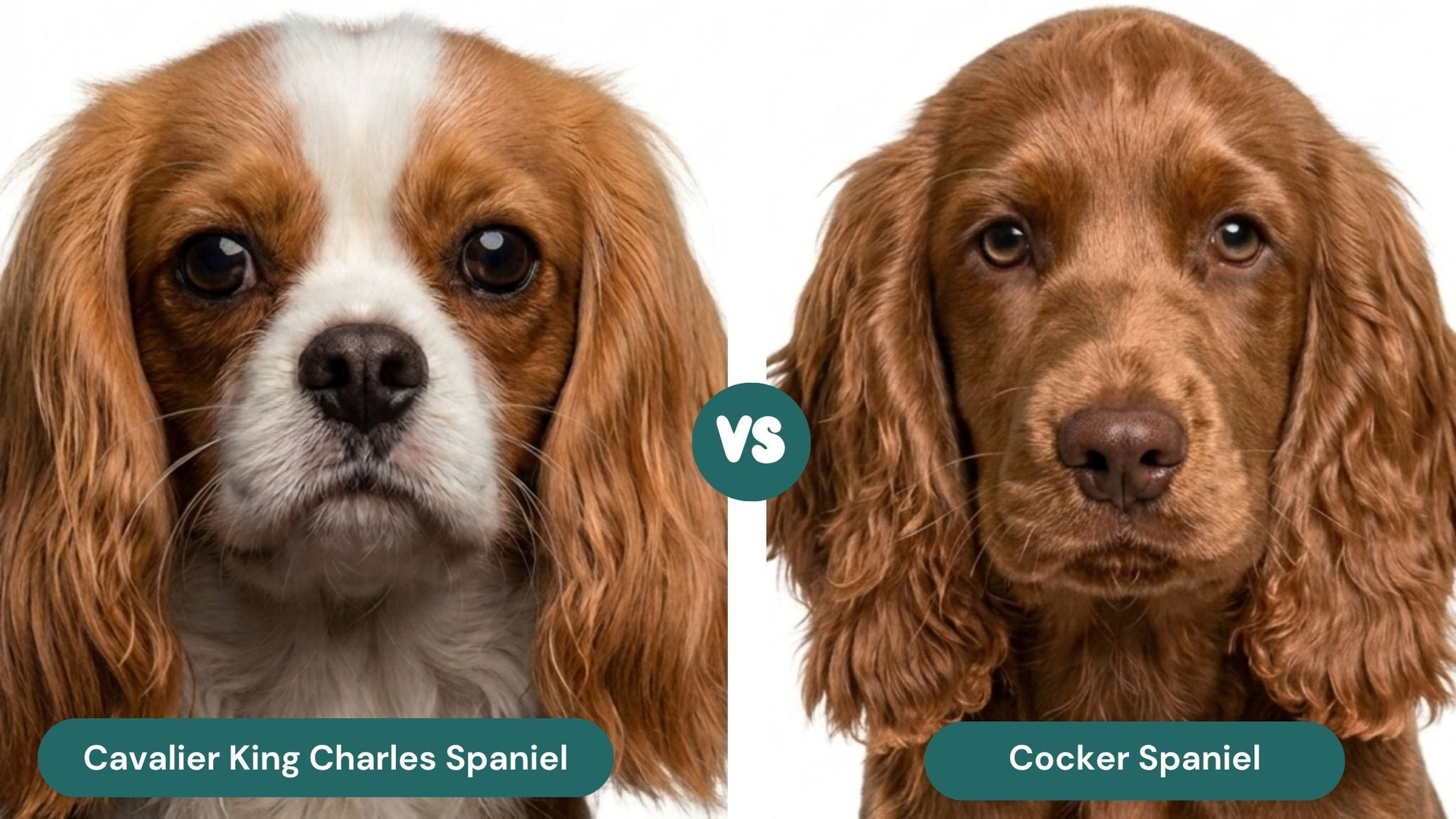 Cavalier King Charles Spaniel vs. Cocker Spaniel: Which Breed is Right for You?