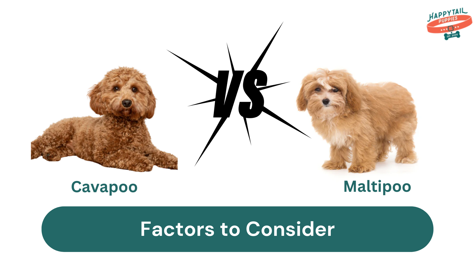 Cavapoo vs. Maltipoo: Factors to Consider While Making a Choice