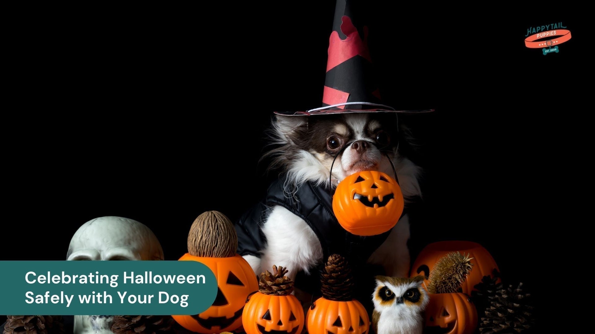Dogs and Halloween: How to Celebrate Safely With Your Furry Friend