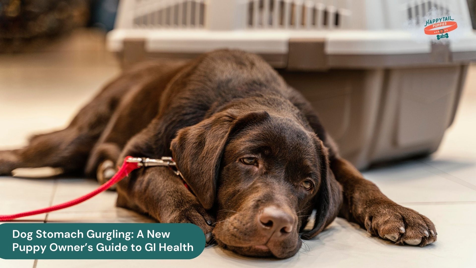 Dog Stomach Gurgling