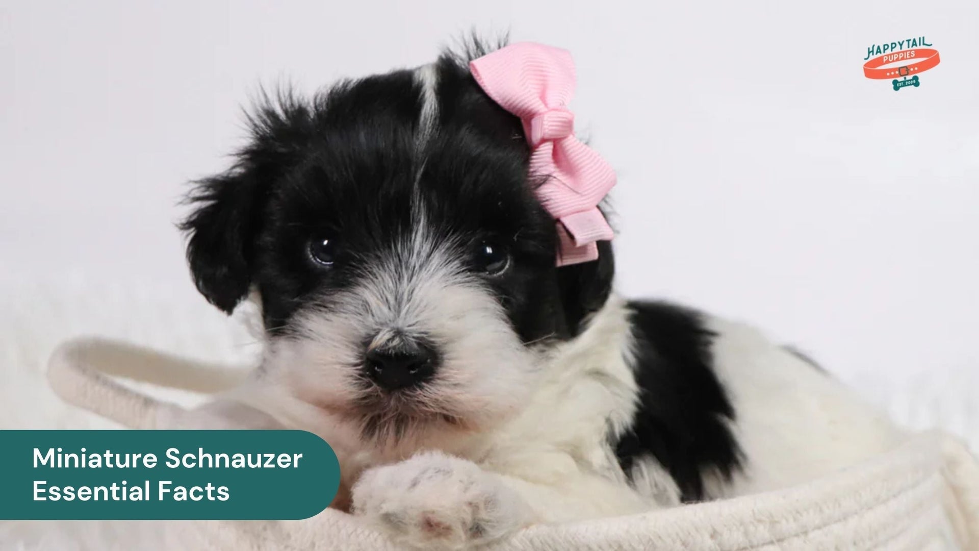 Essential Facts About the Miniature Schnauzer You Need to Know