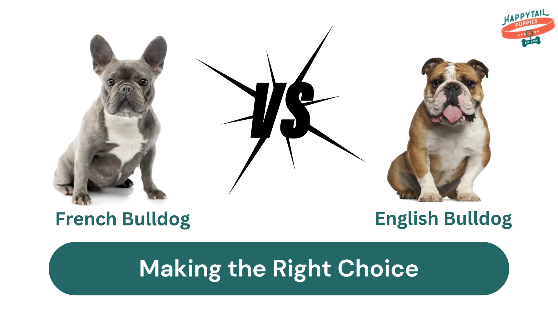 French Bulldog Vs English Bulldog