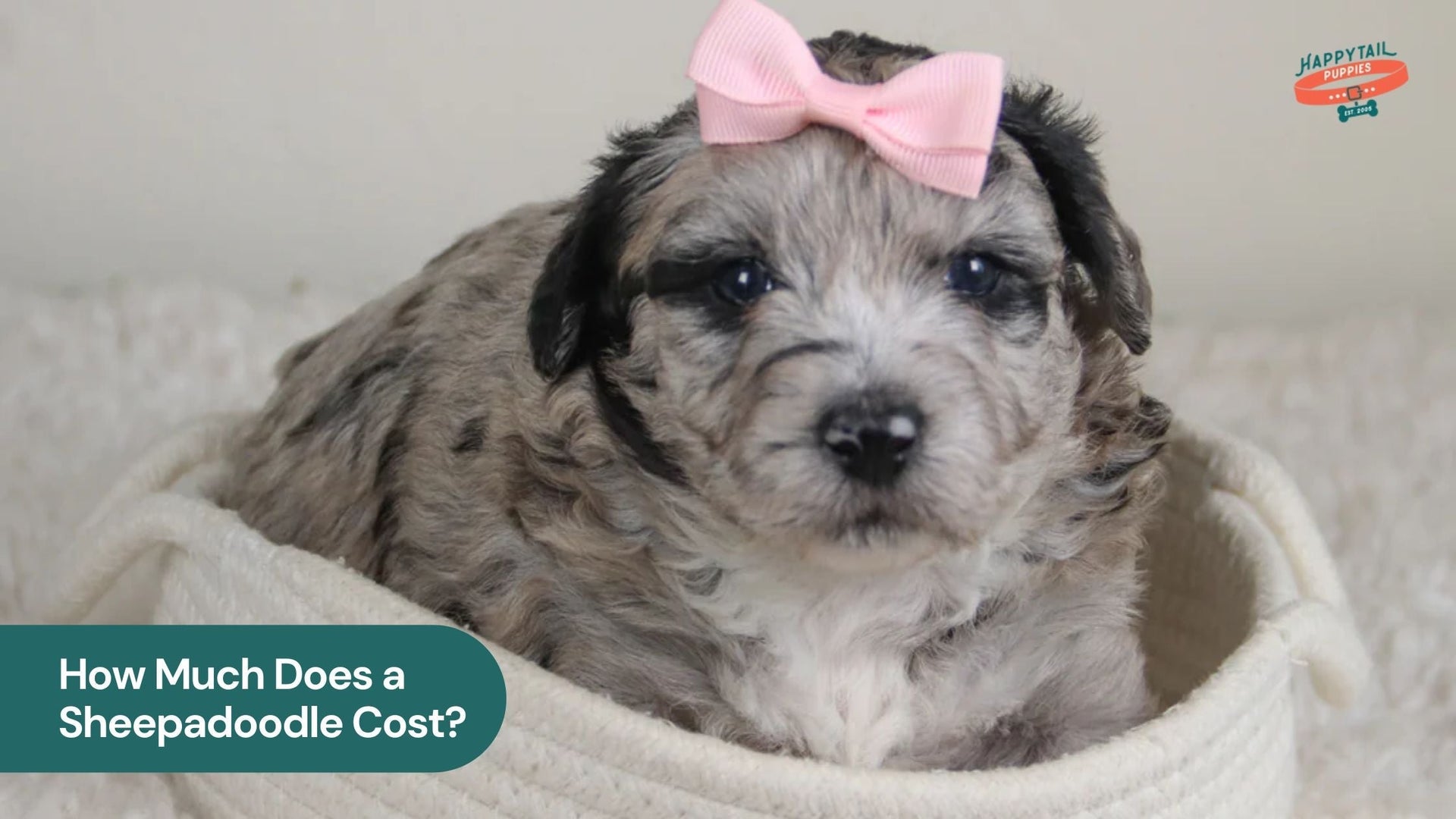 How Much Does a Sheepadoodle Cost?