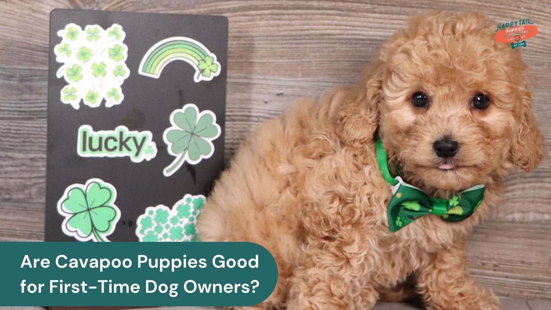 Are Cavapoo Puppies Good for First-Time Dog Owners