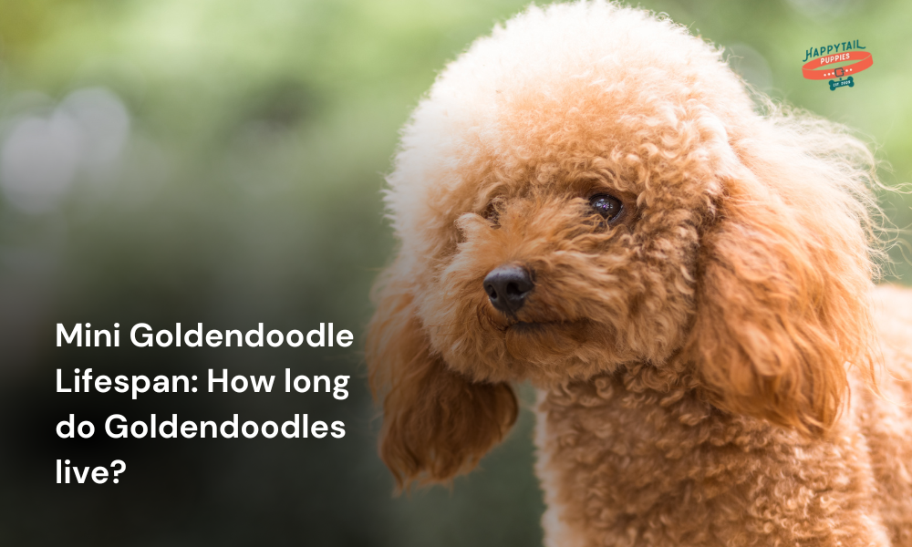 mini goldendoodle lifespan