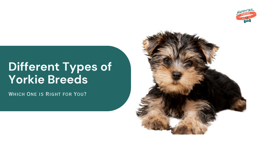 different types of yorkie breeds