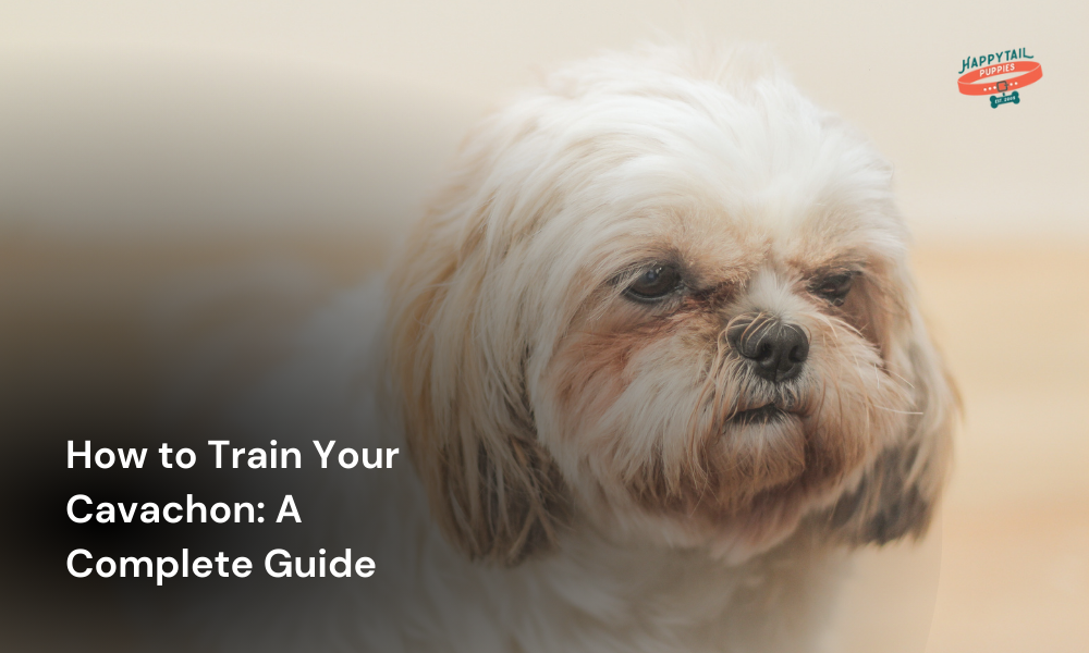 how to train your cavachon