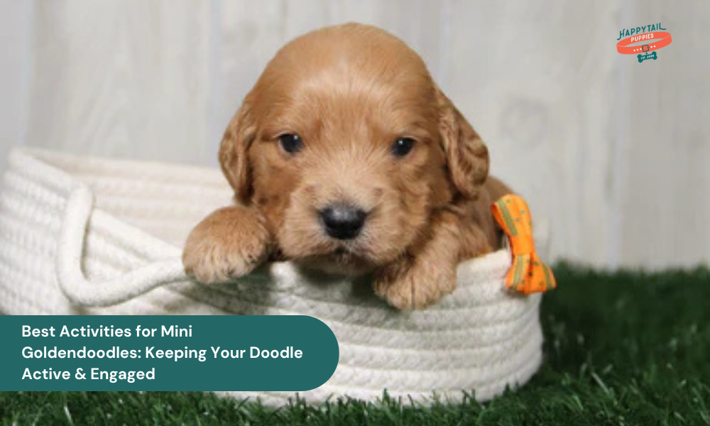 best activities for mini goldendoodles