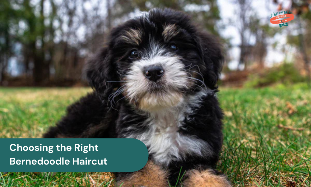 Bernedoodle Haircut