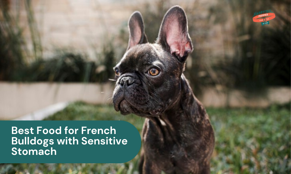 Best Food for French Bulldogs With Sensitive Stomach