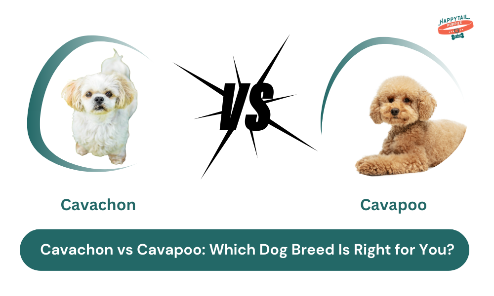 Cavachon vs Cavapoo