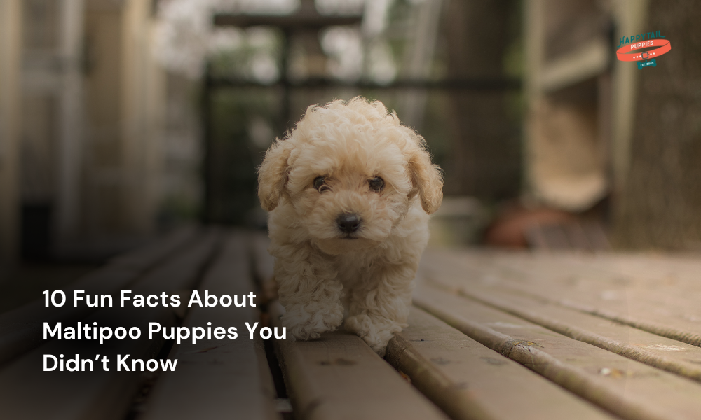 fun facts about maltipoo puppies