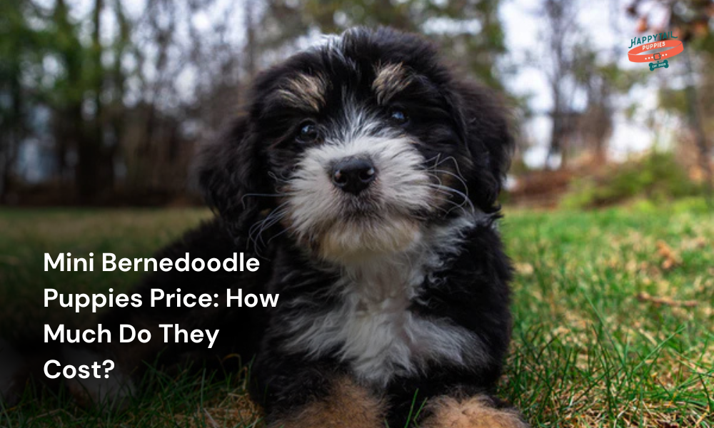 mini bernedoodle puppies price