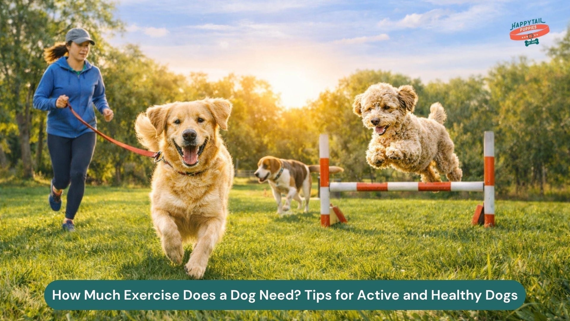 How Much Exercise Does a Dog Need? Tips for Active and Healthy Dogs