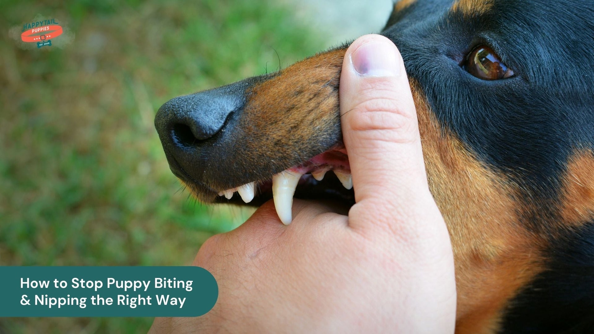 How to Stop Puppy Biting and Nipping the Right Way