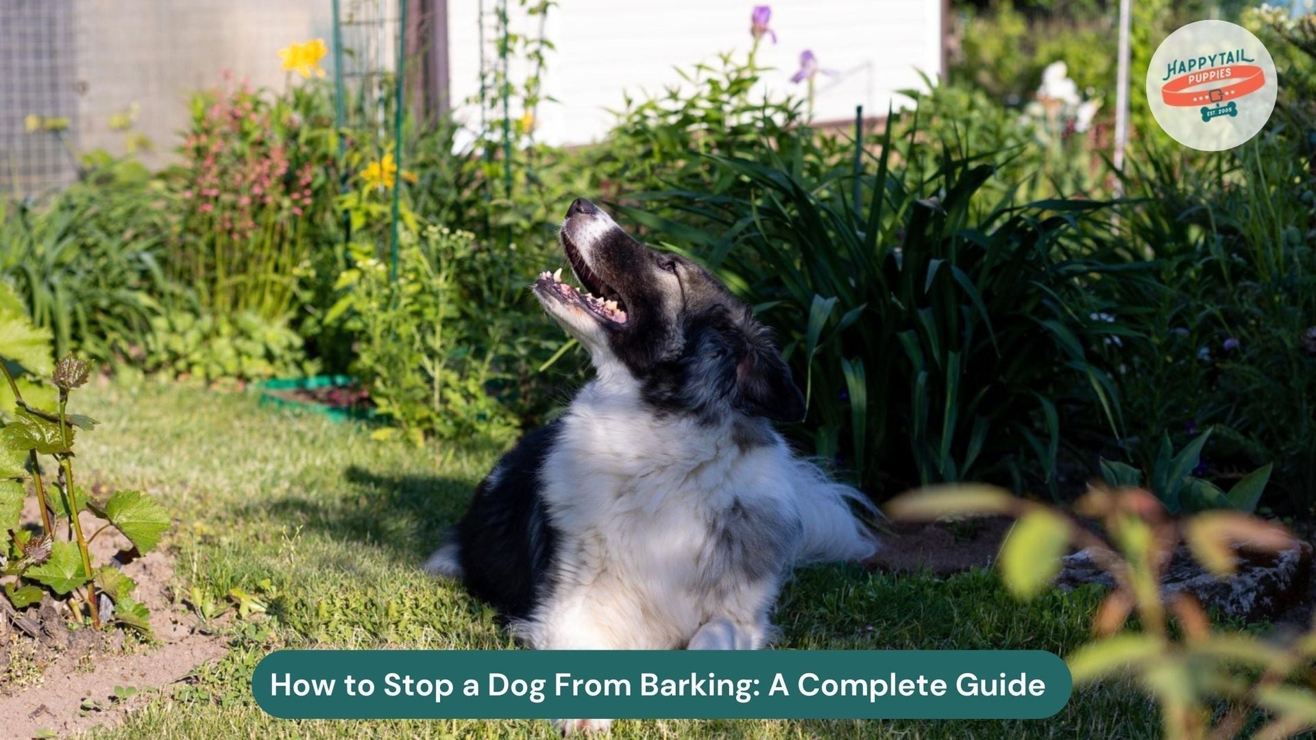 How to Stop a Dog From Barking: A Complete Guide