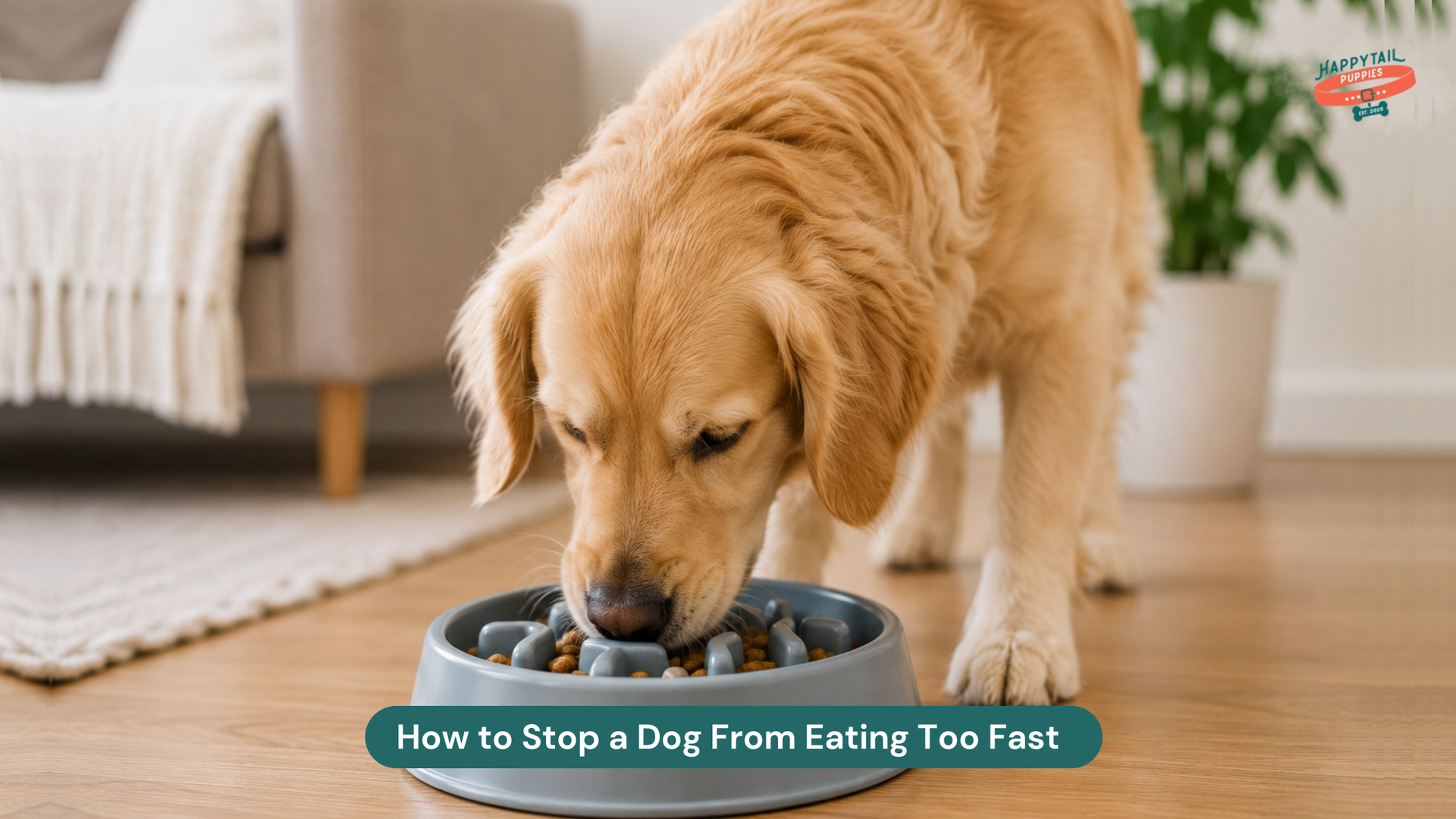 How to Stop a Dog From Eating Too Fast