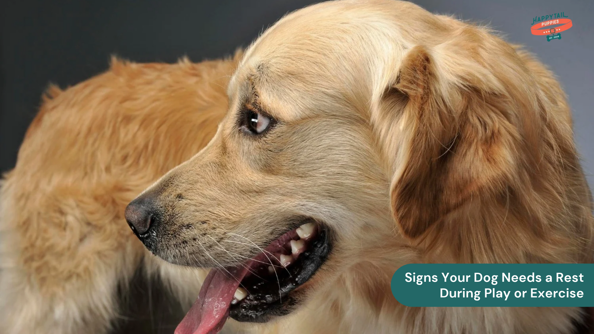 Signs Your Dog Needs a Rest During Play or Exercise