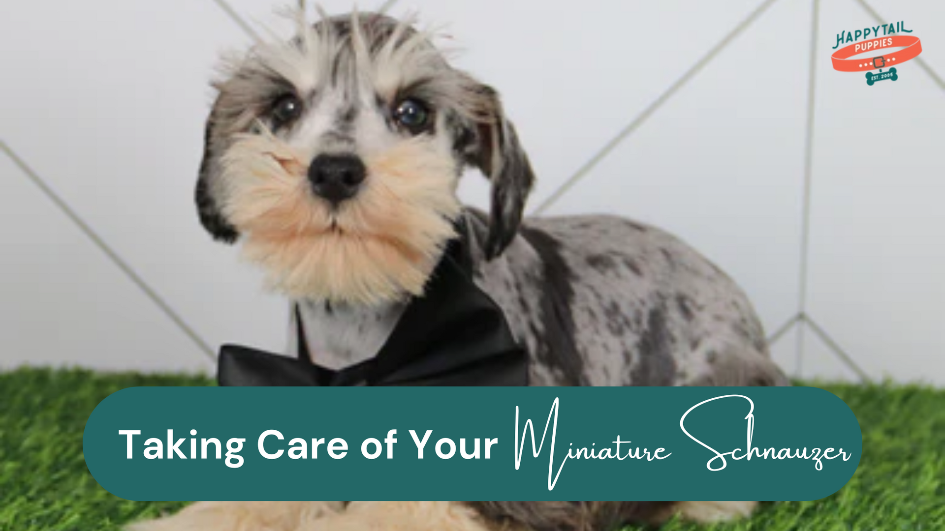 Taking care of your miniature schnauzer