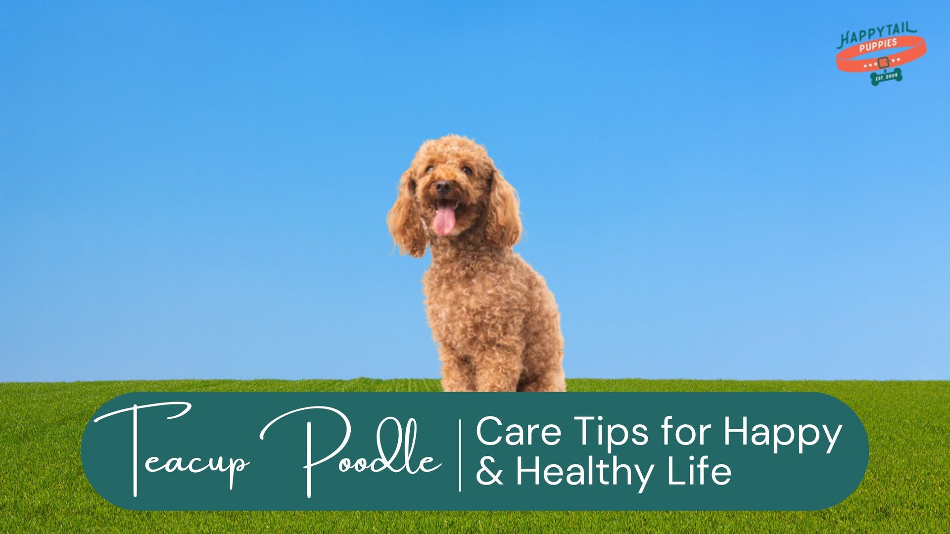 Teacup Poodle Care Tips