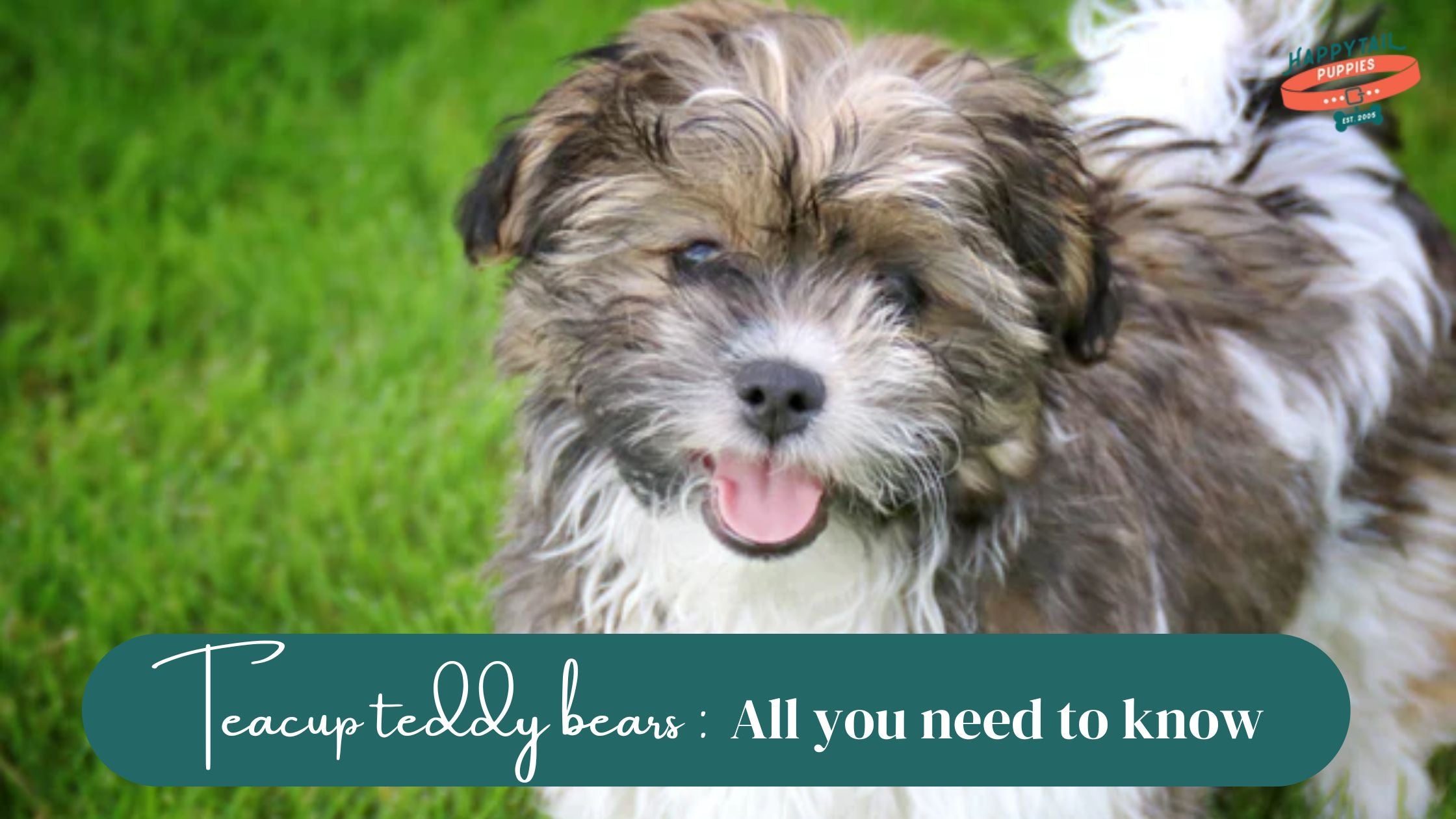 Discover Adorable Teddy Bear Pups on TikTok, image size:2240x1260