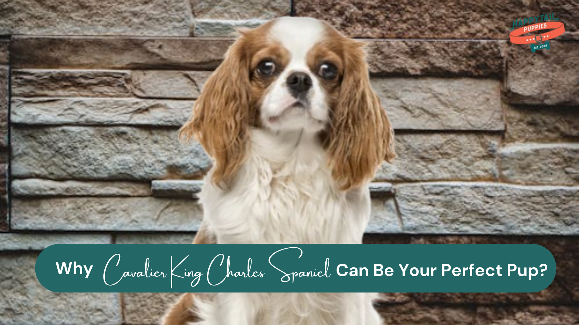 Why Cavalier King Charles Spaniel Might Be the Perfect Pup for You