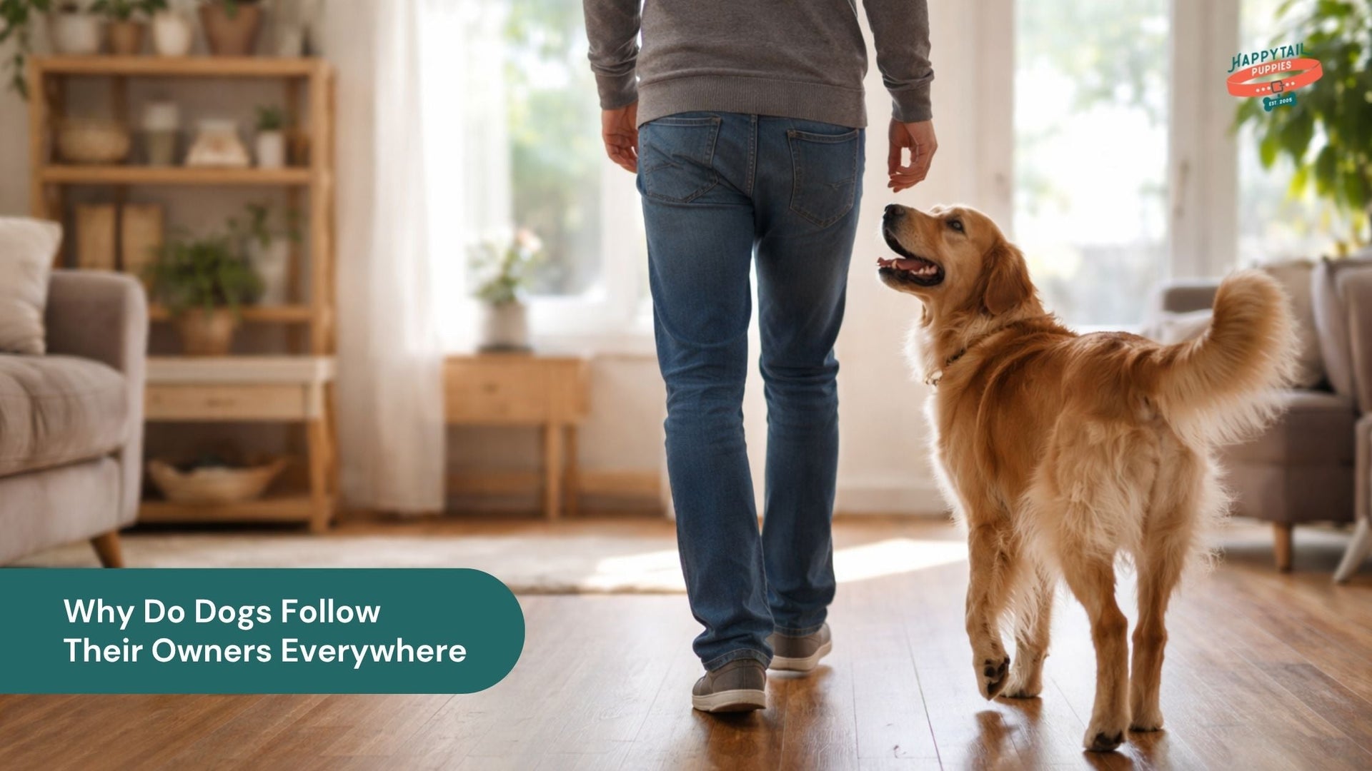 Why Do Dogs Follow Their Owners Everywhere
