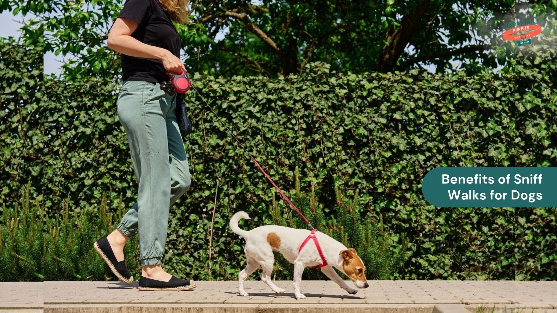 Why Sniff Walks Are Good for Dogs: Benefits and Tips for Beginners