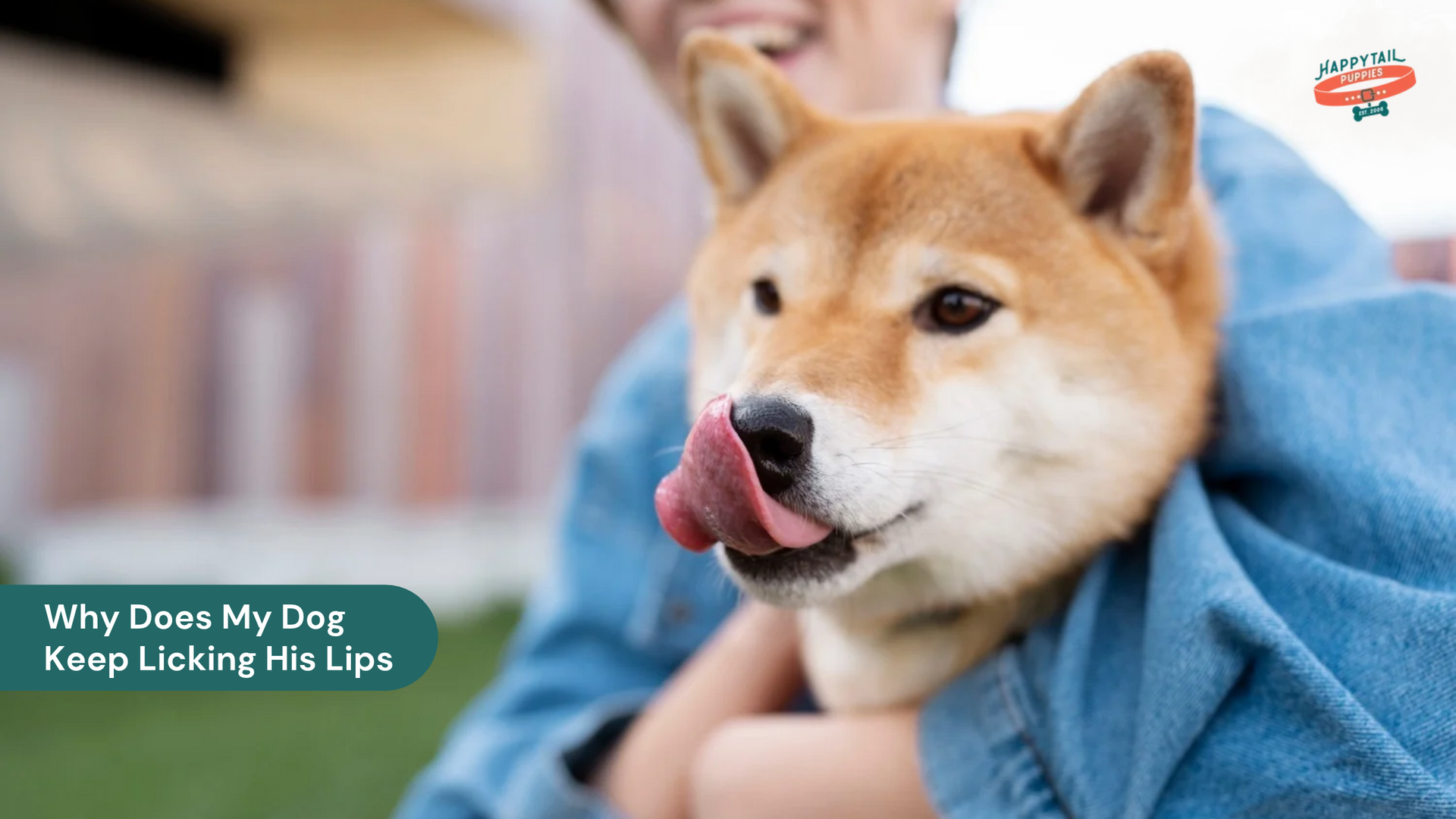 Why Does My Dog Keep Licking His Lips