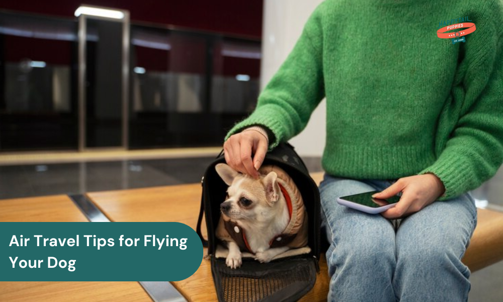 air travel tips for flying with your dog