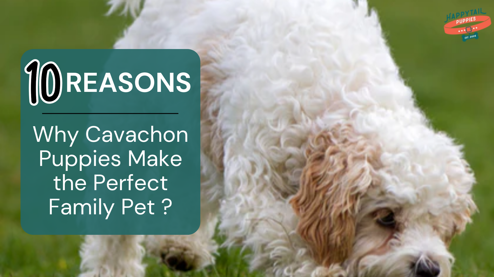 Cavachon puppies the perfect family pet