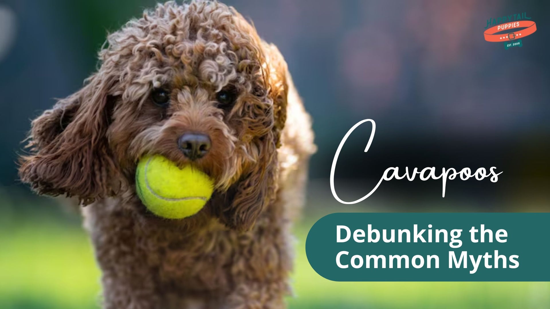 Cavapoo Myths