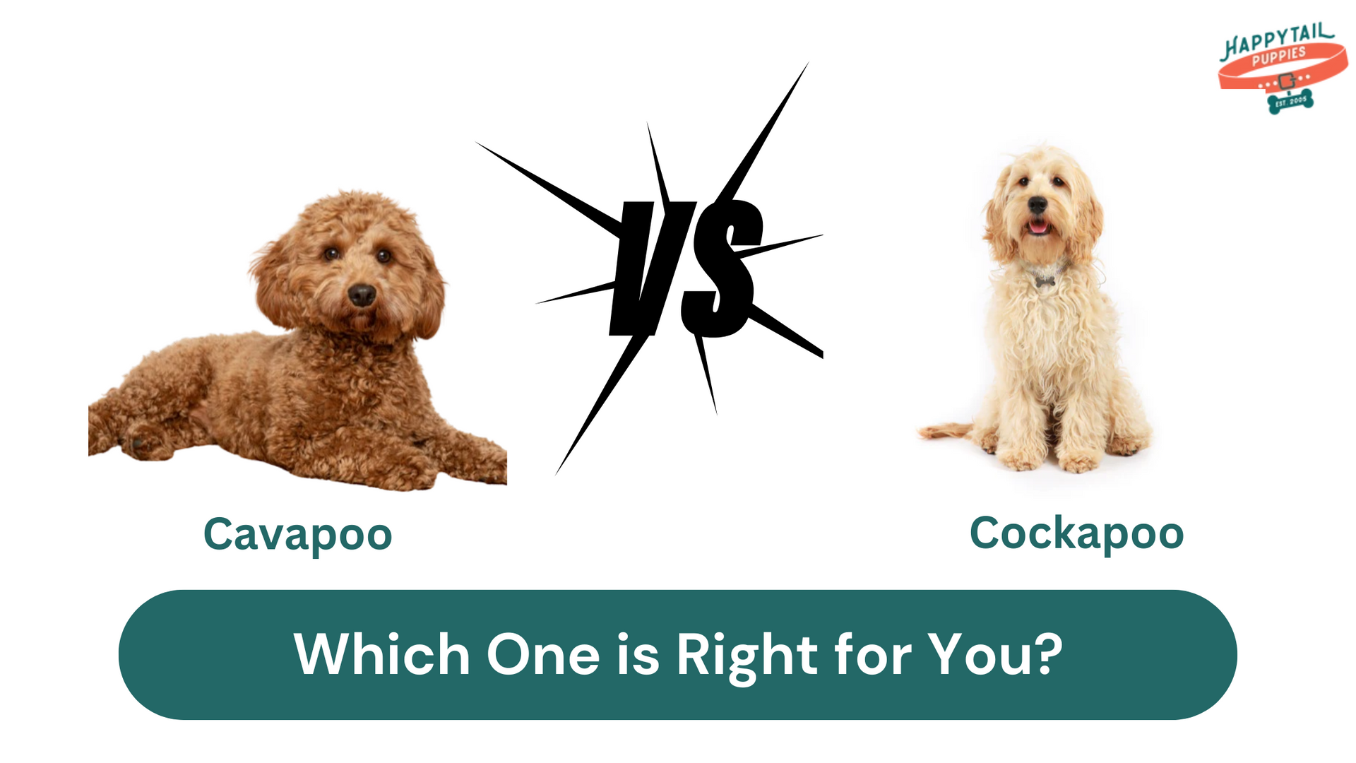 Cavapoo Vs Cockapoo