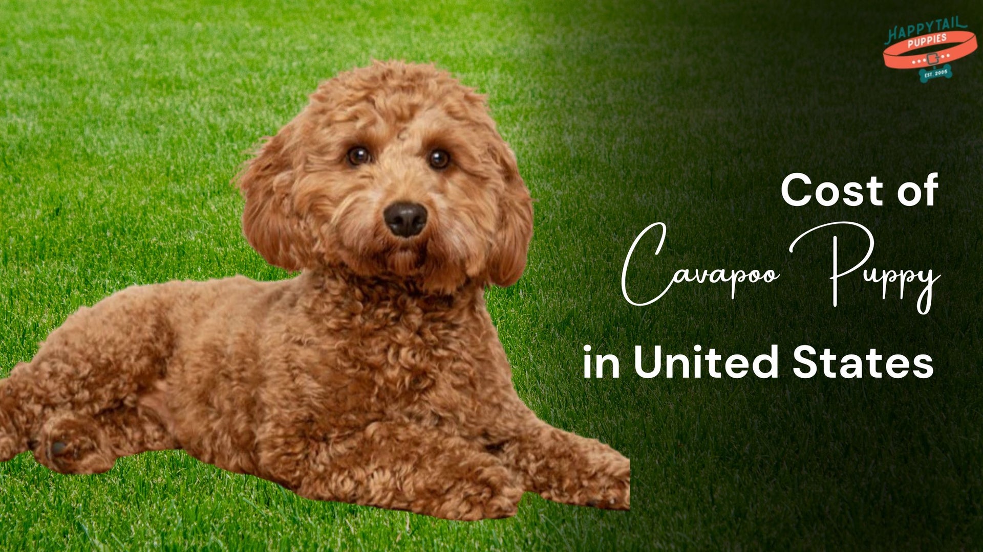 How Much Does a Cavapoo Puppy Cost in the United States?