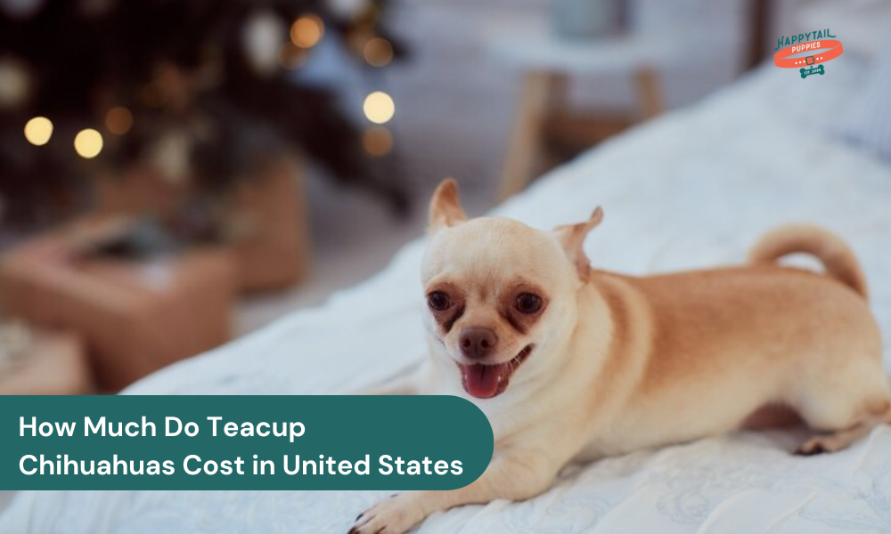 How much do Teacup Chihuahuas Cost in United States