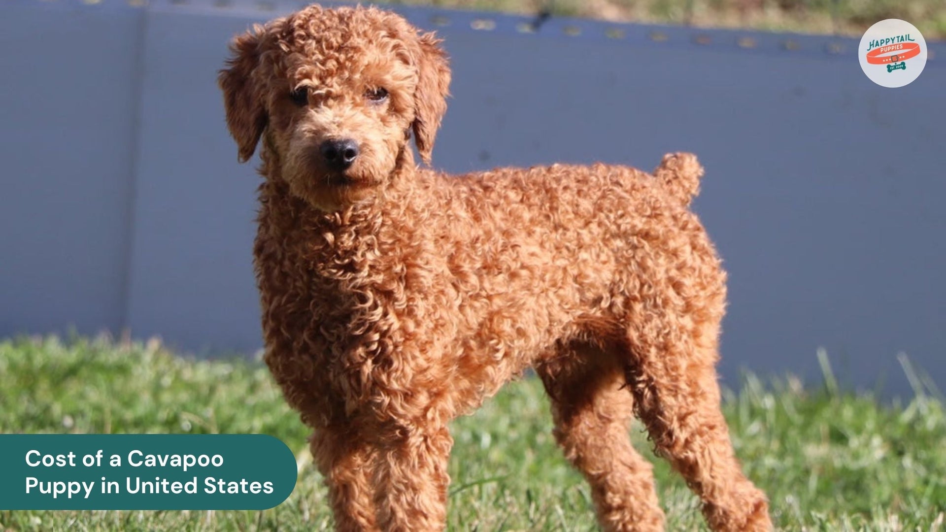 How Much Does a Cavapoo Puppy Cost in the United States?