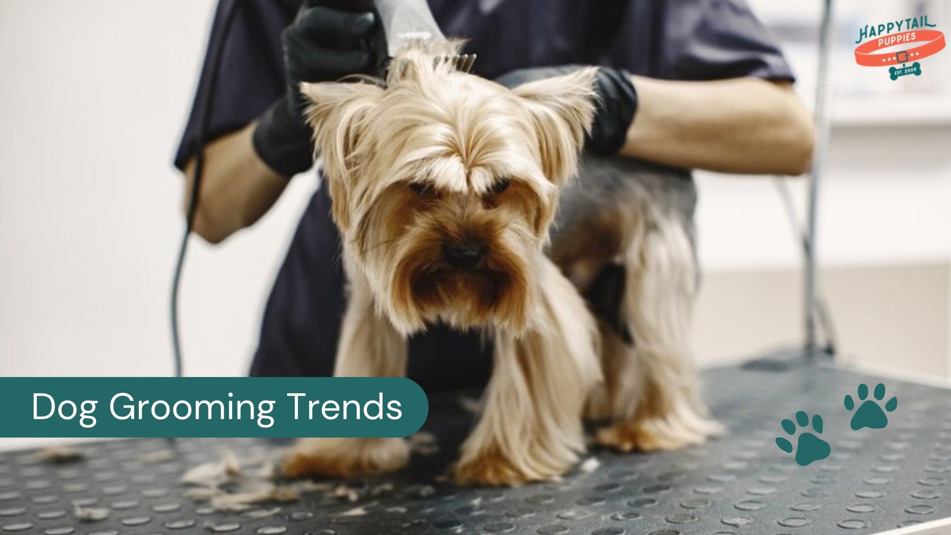 dog grooming trends