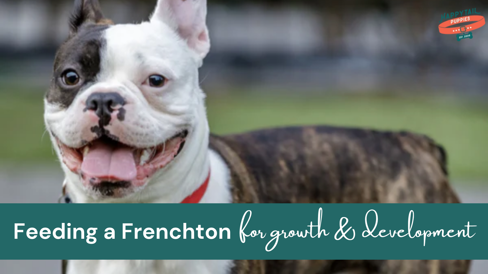 feeding a frenchton