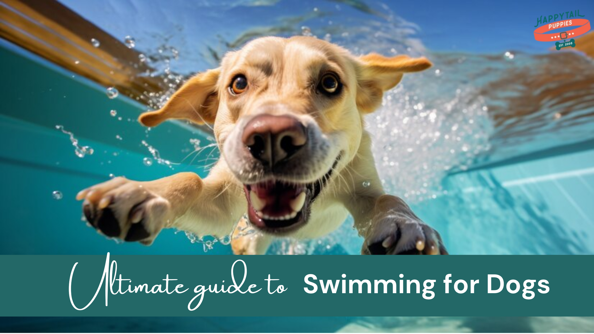 guide to swimming for dogs