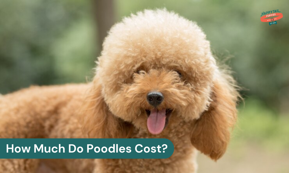 how much do poodles cost?